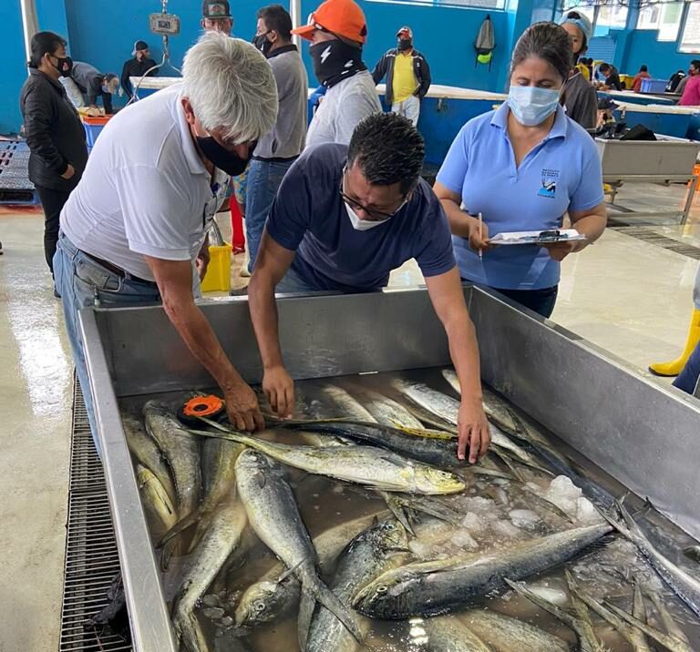 Ecuador y Perú presentan un plan científico a la CIAT para direccionar esfuerzos regionales hacia la sostenibilidad del Dorado (Mahi Mahi)